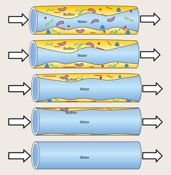Step-by-step removal of biofilm from a water pipe