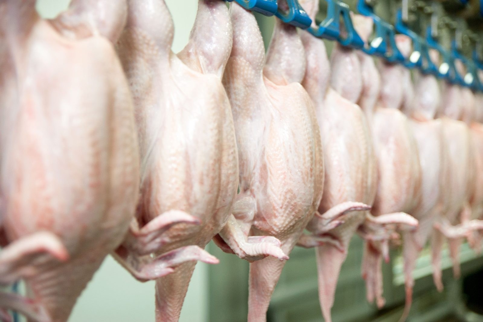 Food industry production line