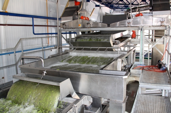 proceswater in de groentensector