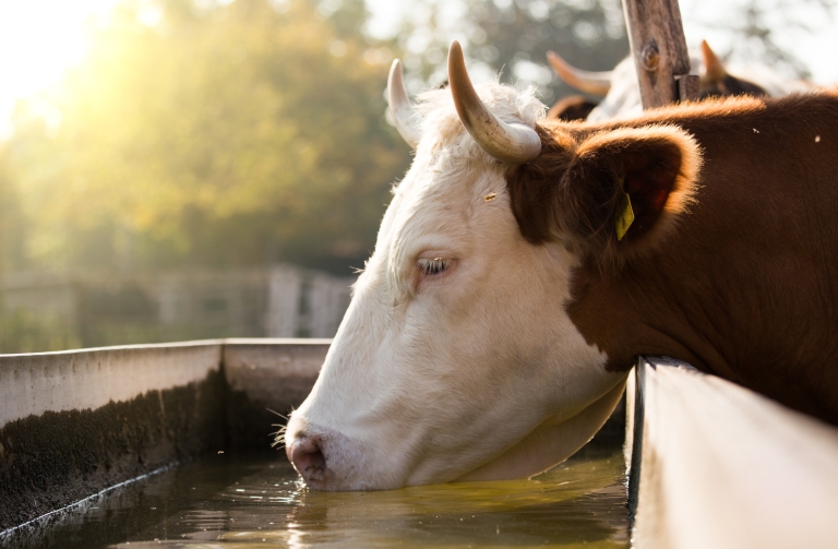 water ontsmetting dieren - koeien - melkkoe - Safe drinking water animals - livestock - poultry - farms - swine - cows - Konax - chloor dioxide